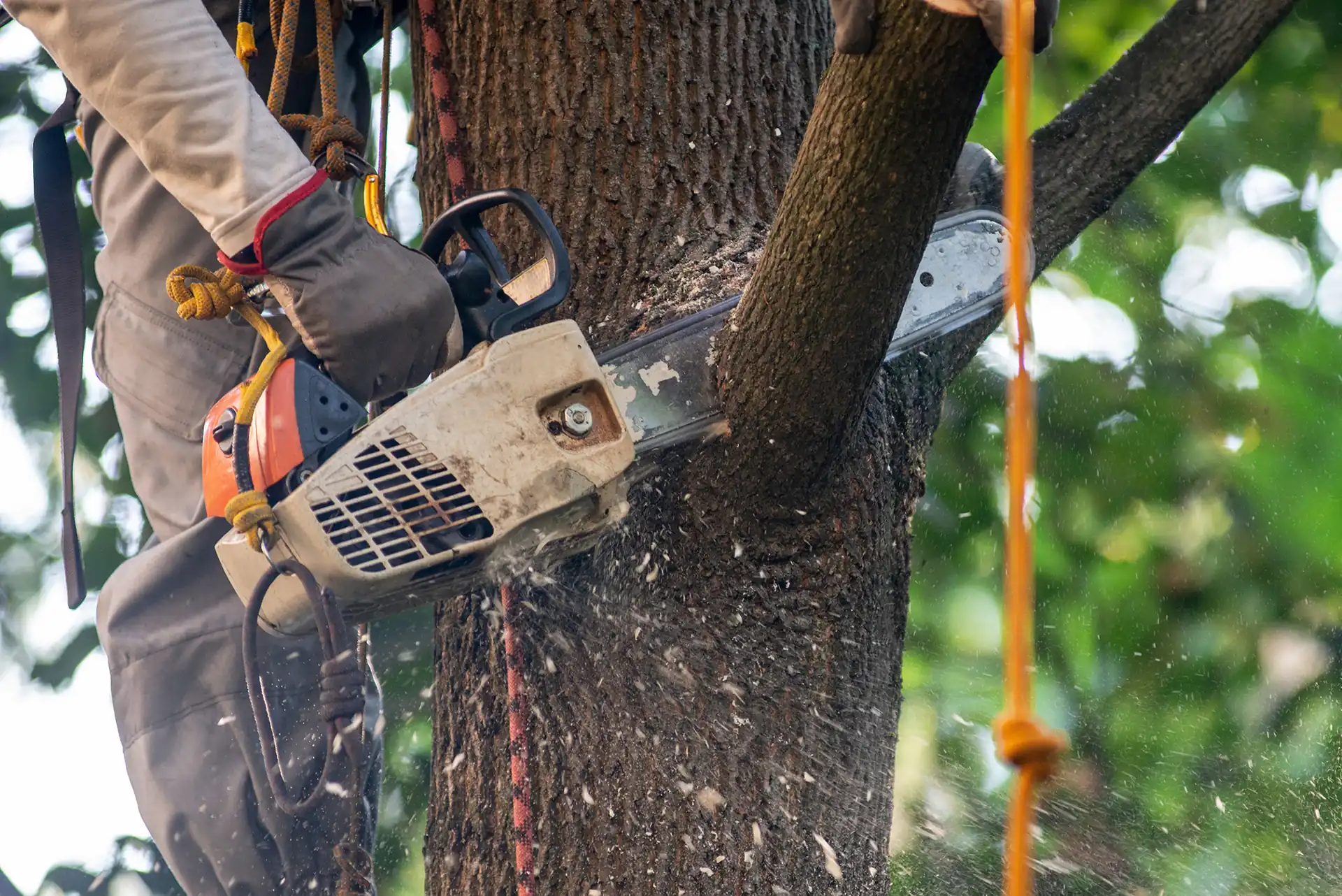 Tree surgeon reviews in Gwynedd: a tree surgeon cutting a limb with a chainsaw and climbing ropes