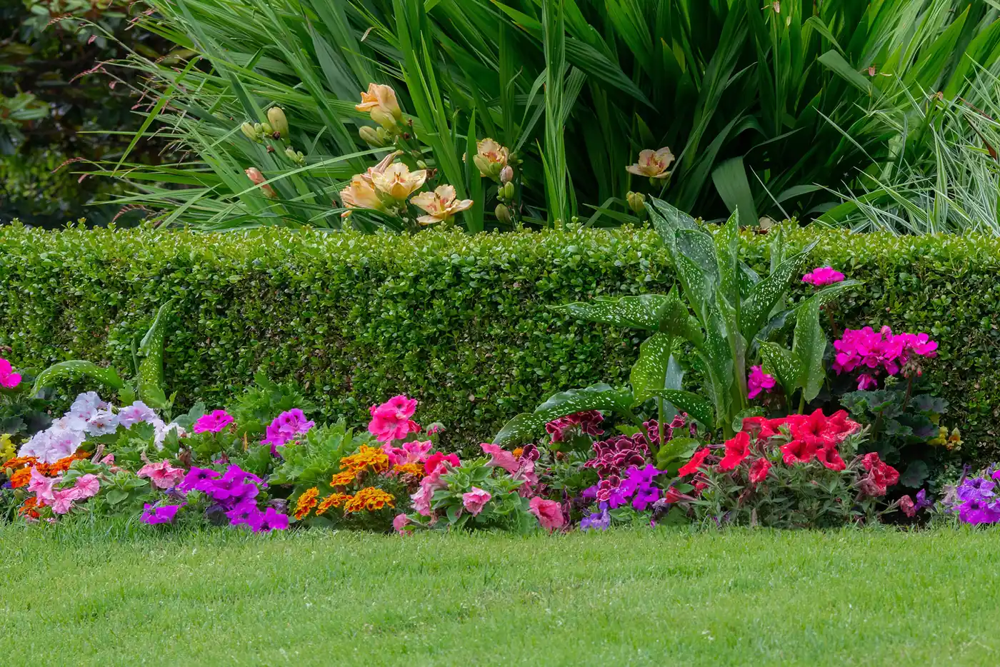 Tree surgery in Llandudno: a neatly trimmed garden hedge in front of flower borders