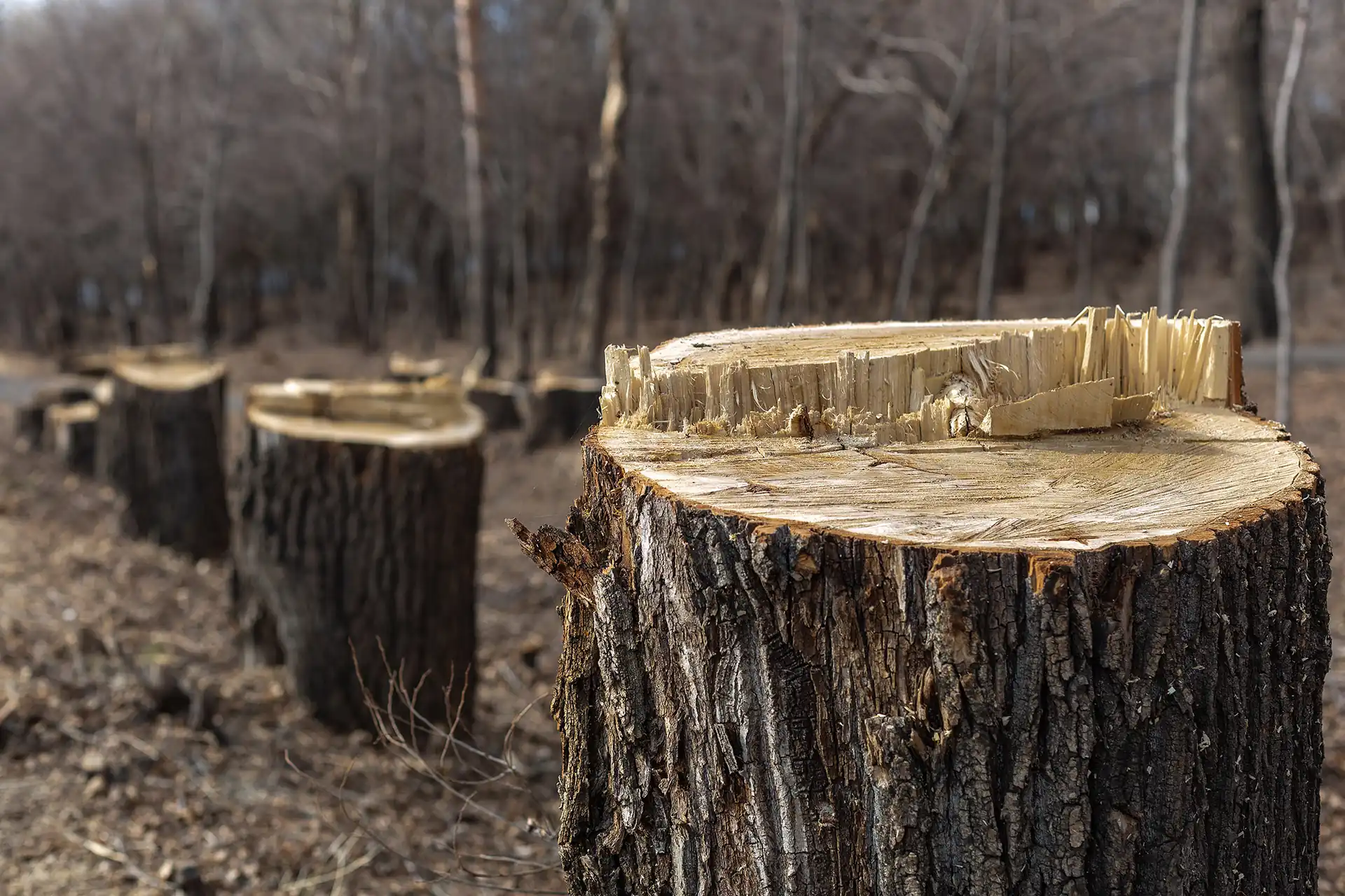 Tree surgery in Llangernyw: freshly cut tree stumps in woodland after felling