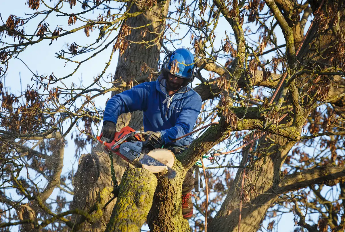 Tree surgery in Dolgarrog: a tree surgeon climbing a large tree with a chainsaw and ropes
