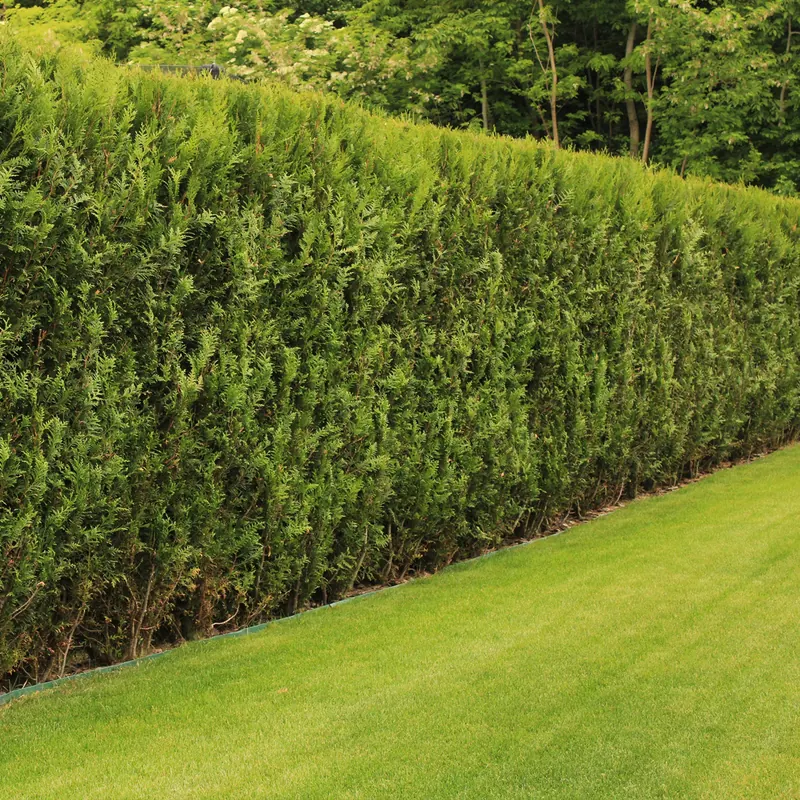Tree surgeon in Gwynedd trimming a tall green hedge beside a lawn