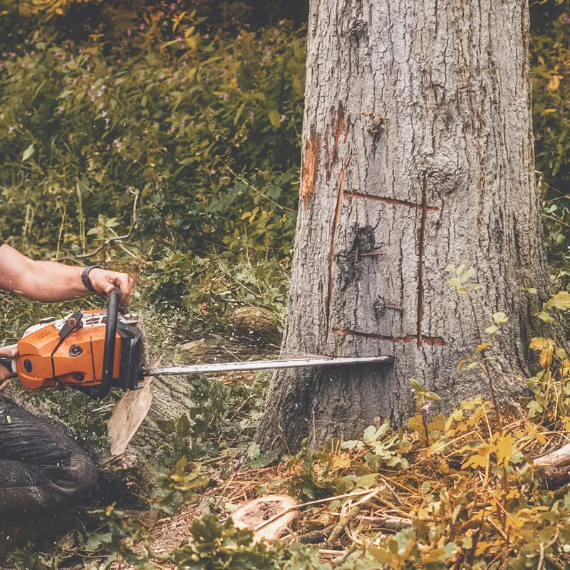 Tree surgeon in Gwynedd making a felling cut in the base of a large tree