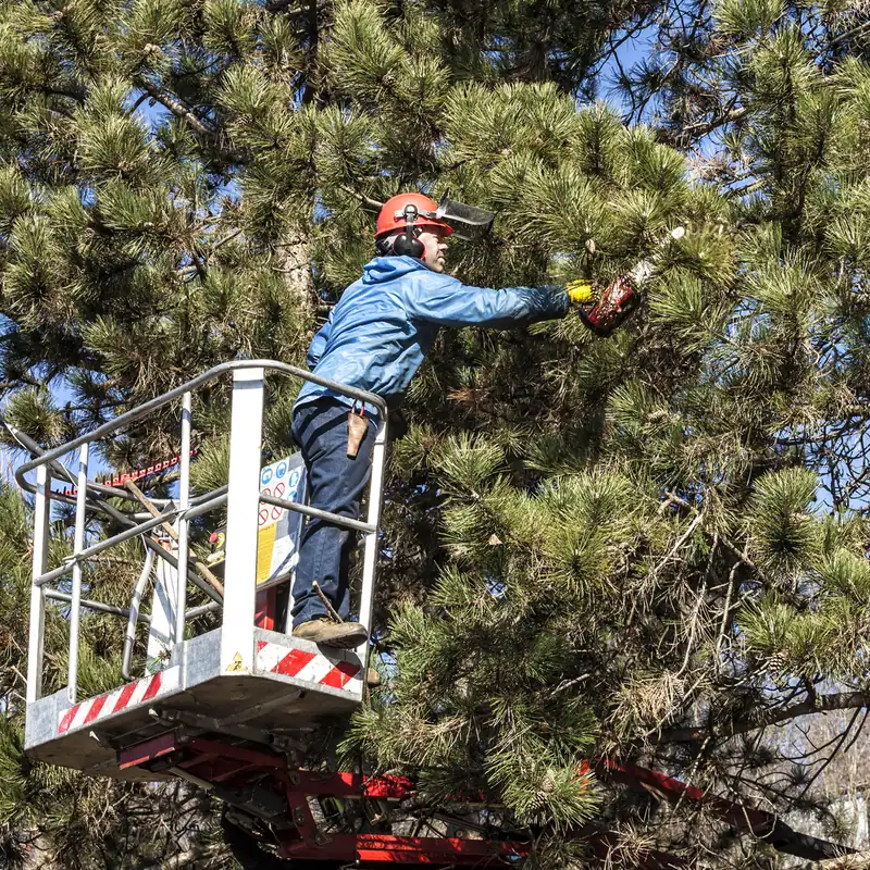 Tree surgeon in Gwynedd pruning a pine tree from an access platform