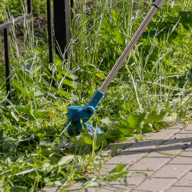 Strimming overgrown grass beside a path as part of tree surgeon site clearance in Gwynedd