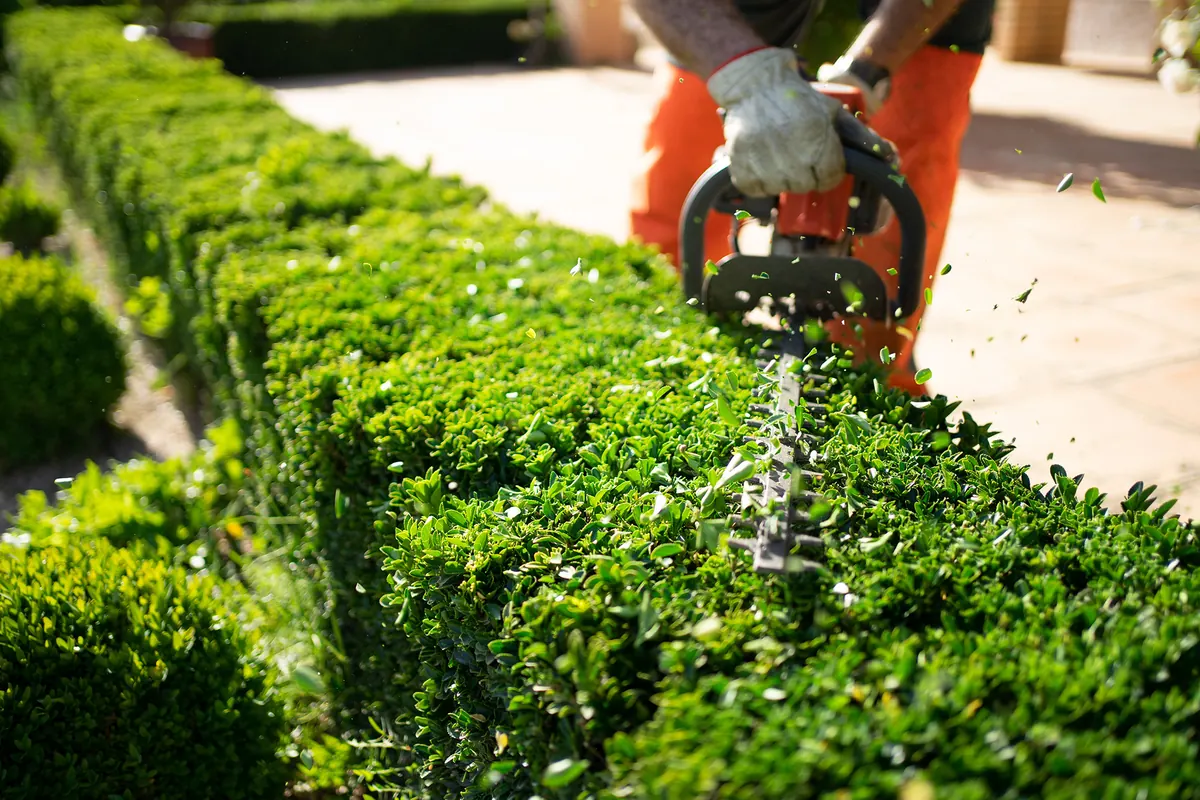 Tree surgery areas covered: hedge trimming carried out across Gwynedd and the Conwy Valley
